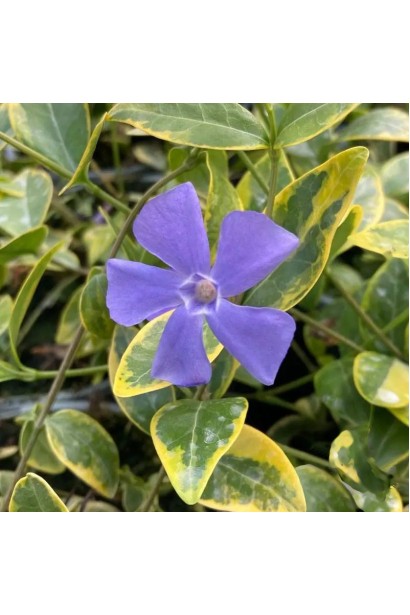 Барвінок малий Ауреоварієгата 